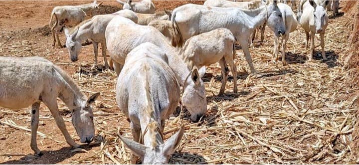 45% rise in milk production in Tamil Nadu in last 10 years