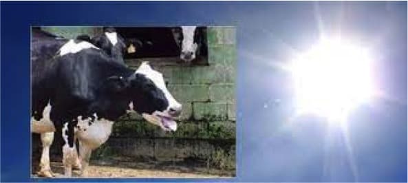 Researchers develop app to alleviate stress in dairy cows..