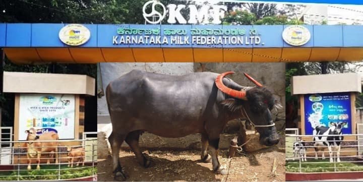 KMF to sell buffalo milk from December 21, 22