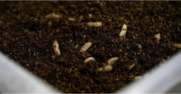 Researchers Look to Transform Manure into Protein