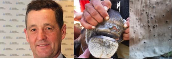 ‘Throw everything’ at FMD and LSD : Australian dairy industry