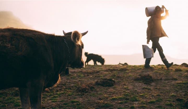 The secret of Life is this : The cow does not give milk