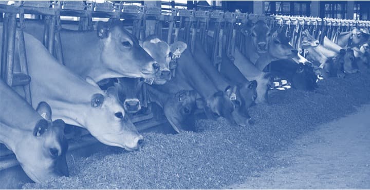 Will the Dairy Economy Rebound by 2025?