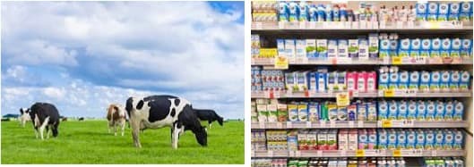 The Dutch dairy industry: Country profile on dairy sector