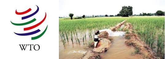 Leverage WTO norms to reform the MSP regime: Phase out the freebies