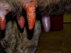 DSCC method a viable tool in mastitis management