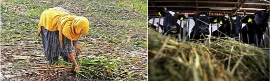 No fodder supply crisis;steps taken to address shortages in future: Govt