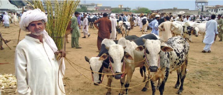 Dairy sector urges investment in R&D