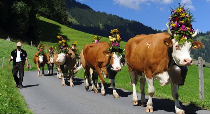 Top 10 Best Dairy Farming Companies In Europe 2023