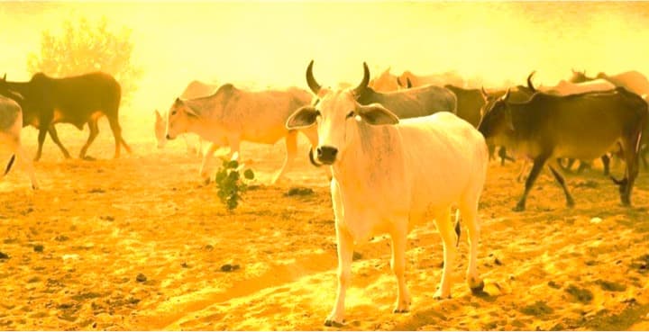 5 lakh students to appear in Cow Science exam: Nothing unscientific..