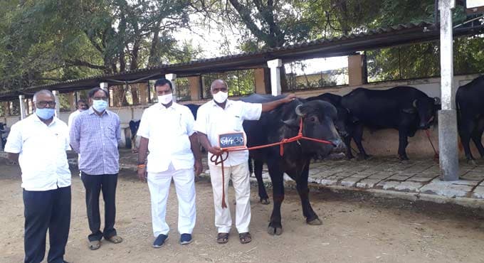 Karimnagar Dairy distributing breeding bulls to boost milk production
