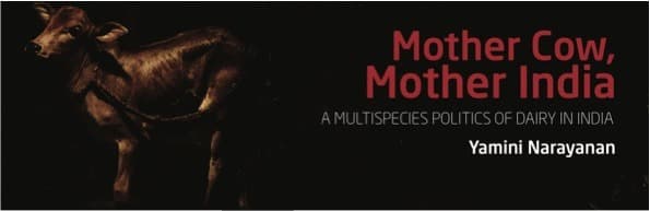 The cow’s status doesn’t protect her,’ says Yamini Narayanan