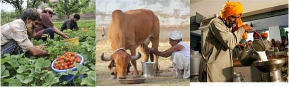 Agriculture must emulate dairy cooperative model of milk procurement