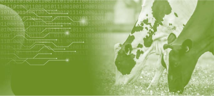 Artificial Intelligence is the Future of Livestock-dairy farming