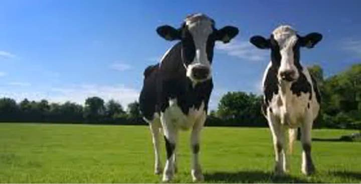 March 2021 update from Australian dairy industry