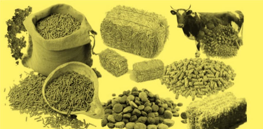 Soaring cattle feed prices to drive milk prices higher