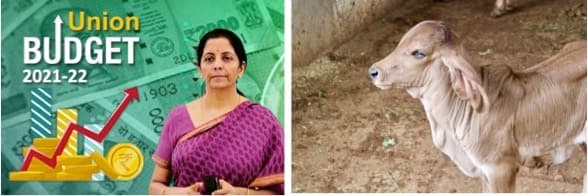 No GST on Butter ,Ghee and Paneer amongst Dairy sector’s wish list for Budget 21-22