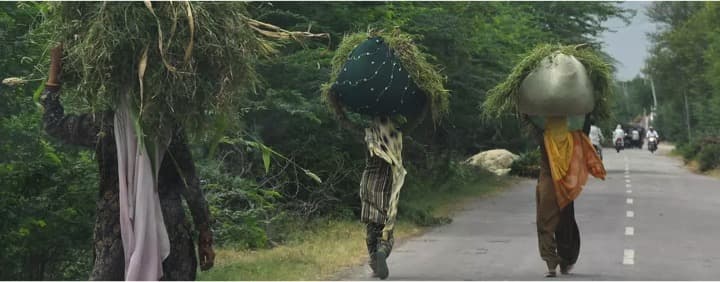 Devoting 14-17 % of land for fodder cultivation will be ideal