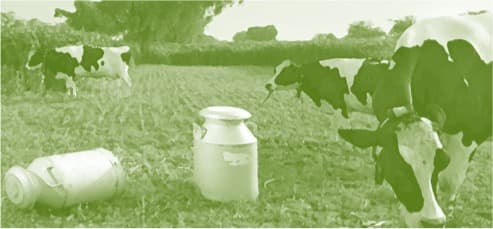 Release ₹669.5 crore milk subsidy immediately in Karnataka