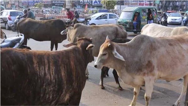 Unproductive cattle abandoned in scores in Hyderabad and around