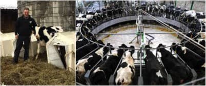 Is dairy farming cruel to the cows ? Story from US dairy Farms