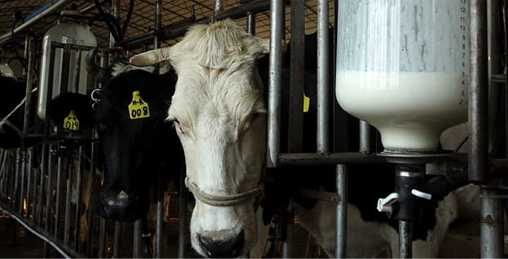 As Chinese Dairy Prices Drop 2024 Could Be Worst