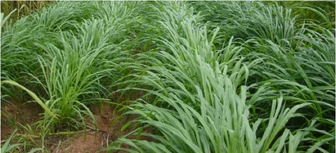 Fodder in Pune can last for 2 months: Zilla Parishad officials