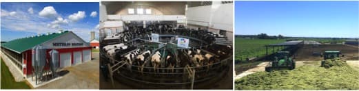 Pride of cows has been listed in dairy global report on top dairy farms