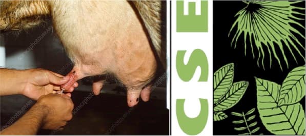Uncontrolled use of critically important antibiotics in dairy cattle is making milk unsafe: CSE findings