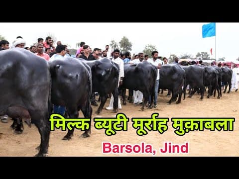 Buffalo population in Haryana going down despite beauty contest and ram walks