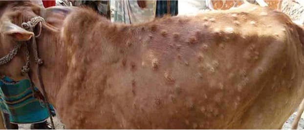 Capripox Virus infected 93000 cows in Maharashtra and now targeting Tamilnadu, AP in South