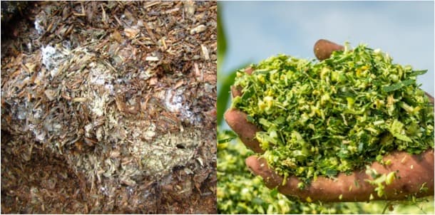 Vet varsity warns against poor silage