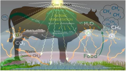A Drug for Cows Could Curb Methane Emissions from Dairy cattle
