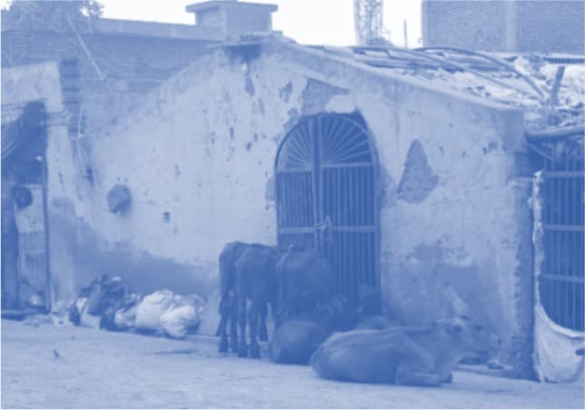 Fate of dairy farms in limbo as Delhi High court weighs health concerns