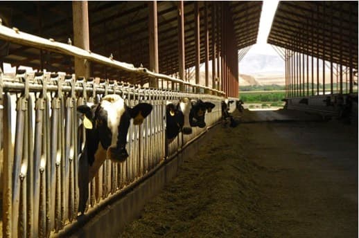 US based Idaho Farmers Eye China Amid dairy Industry Boom