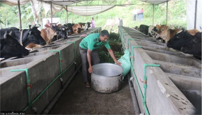 Nepal’s Dairy Sector Faces Deepening Crisis as Flush Season Stockpiles