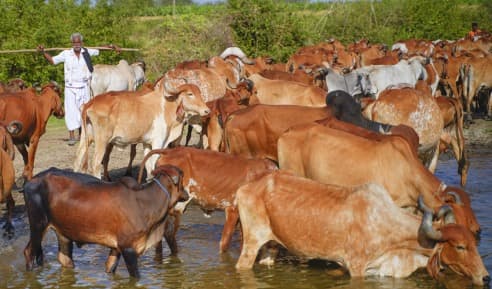 India's FPOs: Unlocking Dairy Sector Potential