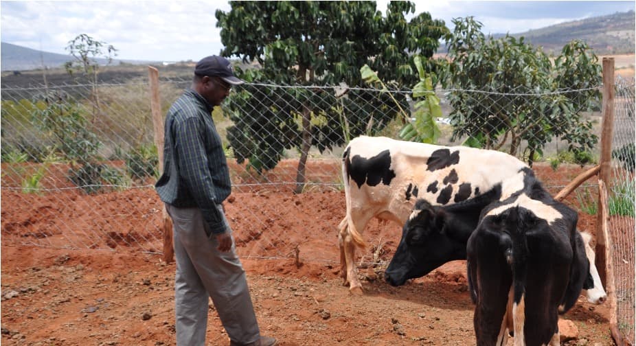 Africa Grows Milk but Still Relies on Imports