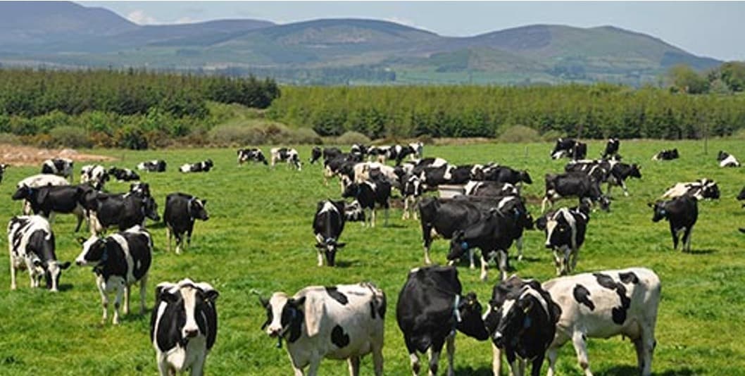 J&K Rolls Out Multi-Crore Plan to Transform Dairy Sector