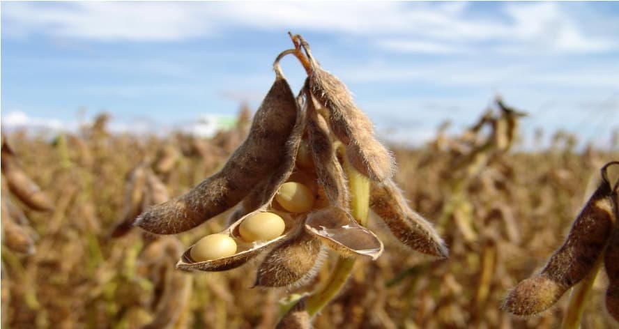 High-Oleic Soybeans Could Transform Dairy Feed & Milk Quality