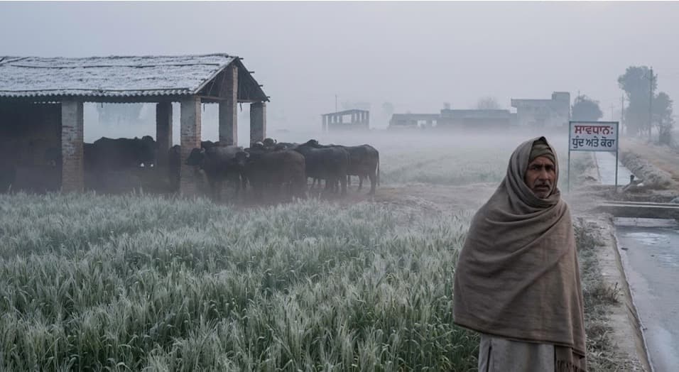 Fog & Frost Pose New Risks to Agriculture & Dairy in Punjab