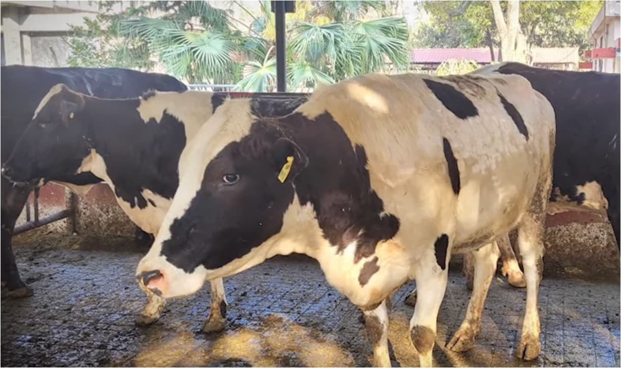 India Registers Karan Fries — A New High-Yield Dairy Breed