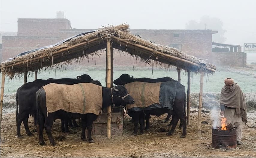 Protect Cattle from Cold Wave, Expert Urges Dairy Owners