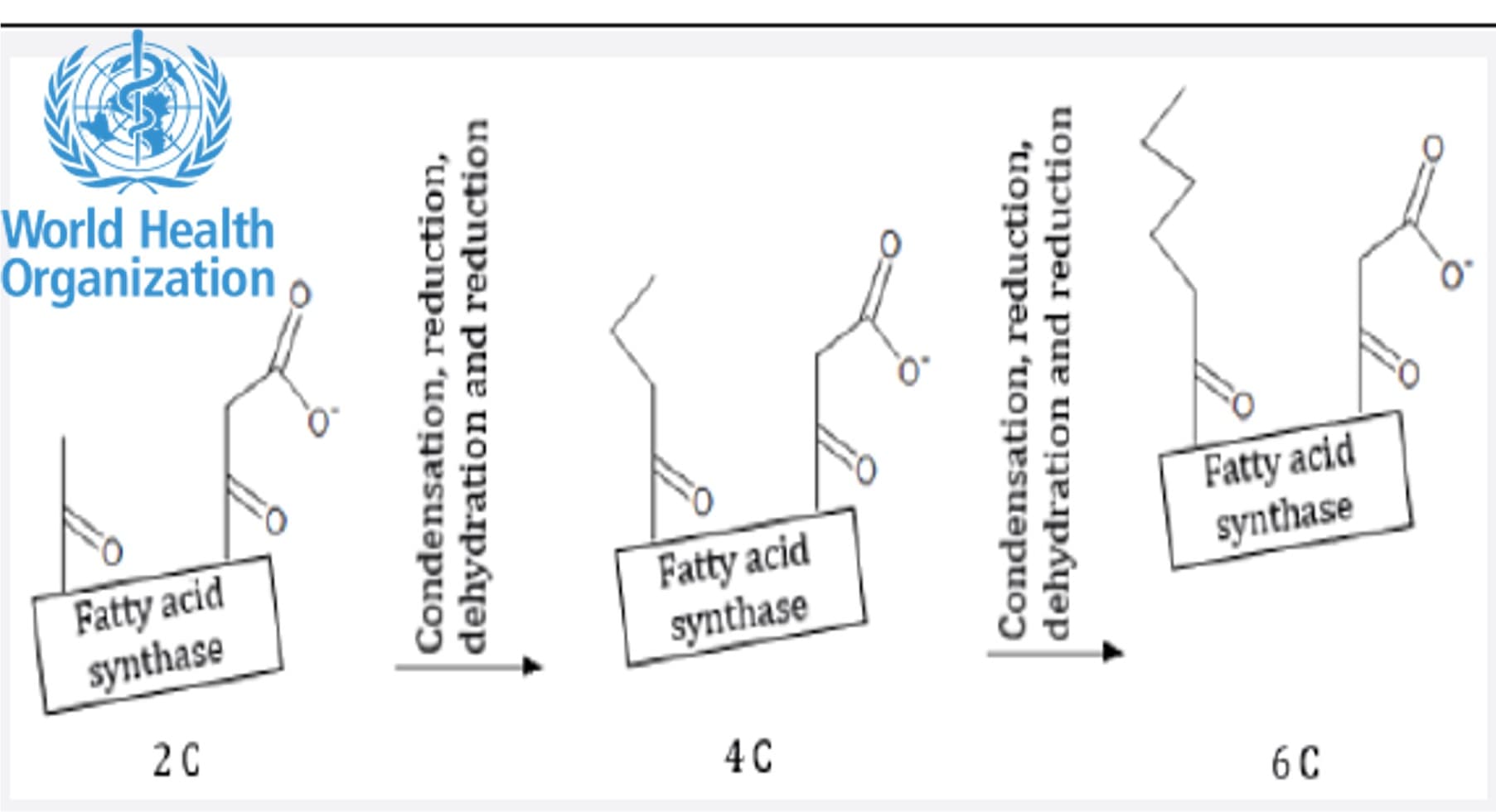 WHO Issues Global Call for Data on Fatty Acid Composition of Bovine Milk