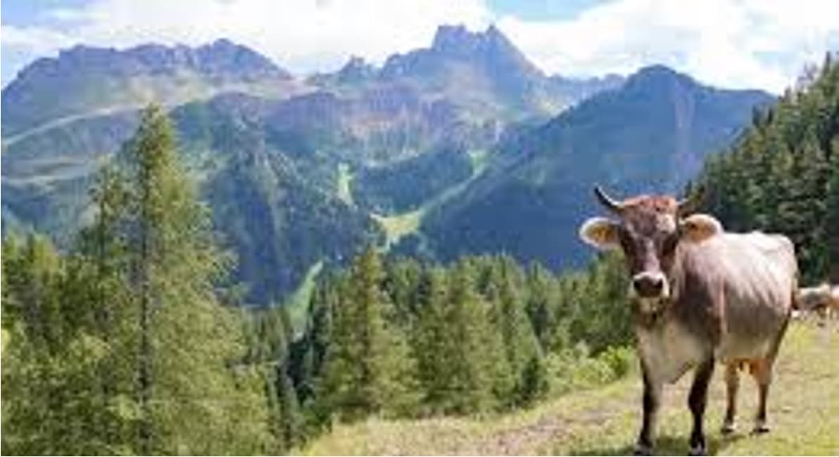 Dairy Tops Tourism: NZ’s Big Export Earner in 2024-25