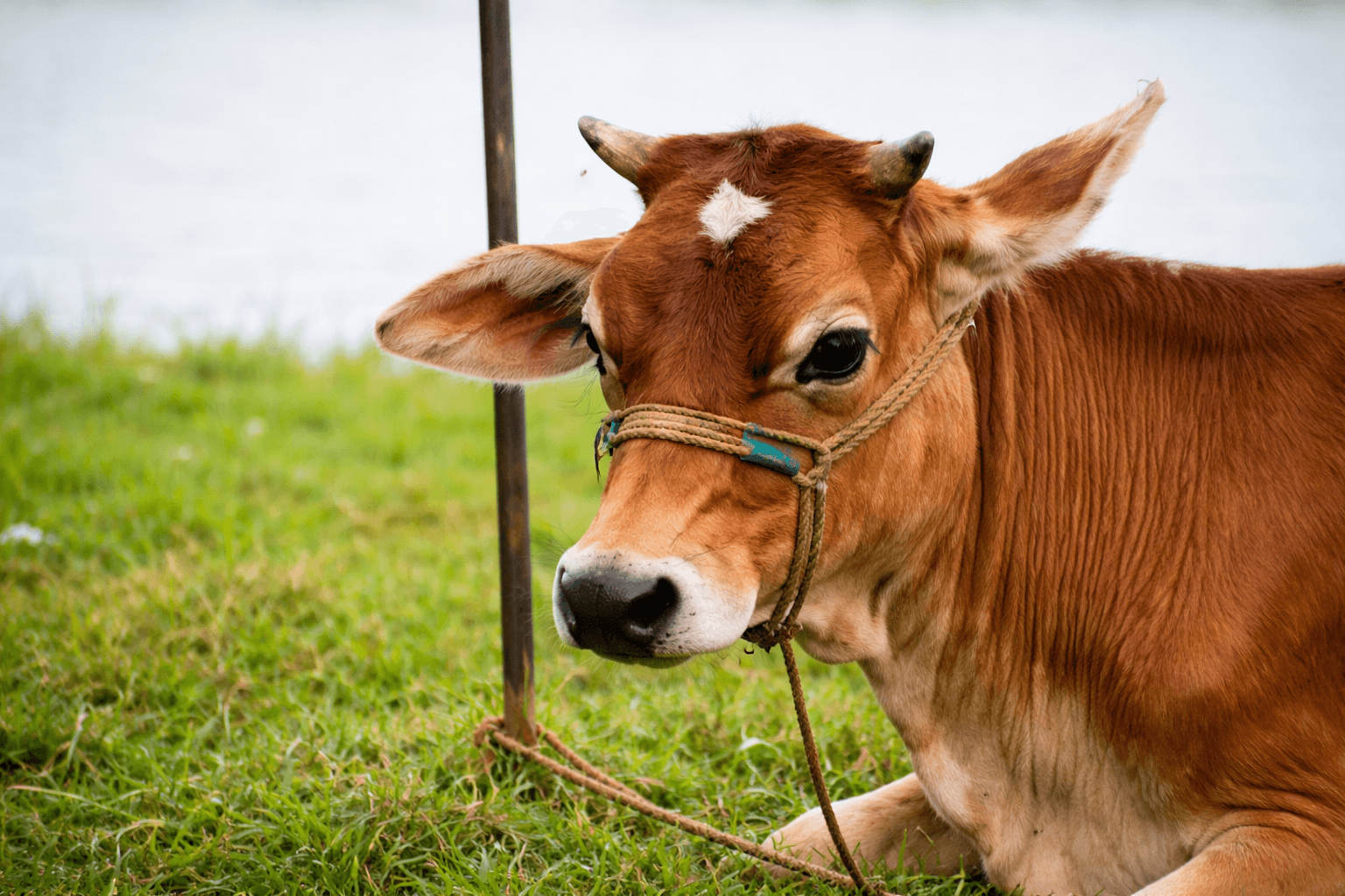 Lumpy Disease Panic Hits Tripura Dairy Belt