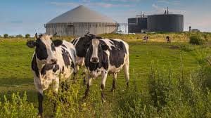 Manure Digesters: Climate Fix or Risk?