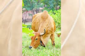 Biogas from Cow Dung Powers India’s Clean Fuel Push