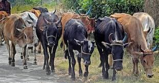 Dairy’s Real Strength? Farmer Trust, Not Balance Sheets