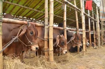 Pakistan’s Dairy Crisis Deepens Nutrition Challenge